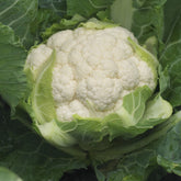 Hectarul - Seminte de conopida David F1, 2500 seminte SYNGENTA